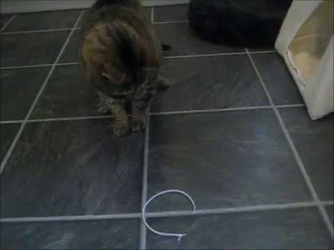 cat แปลว่า Best toy ever!