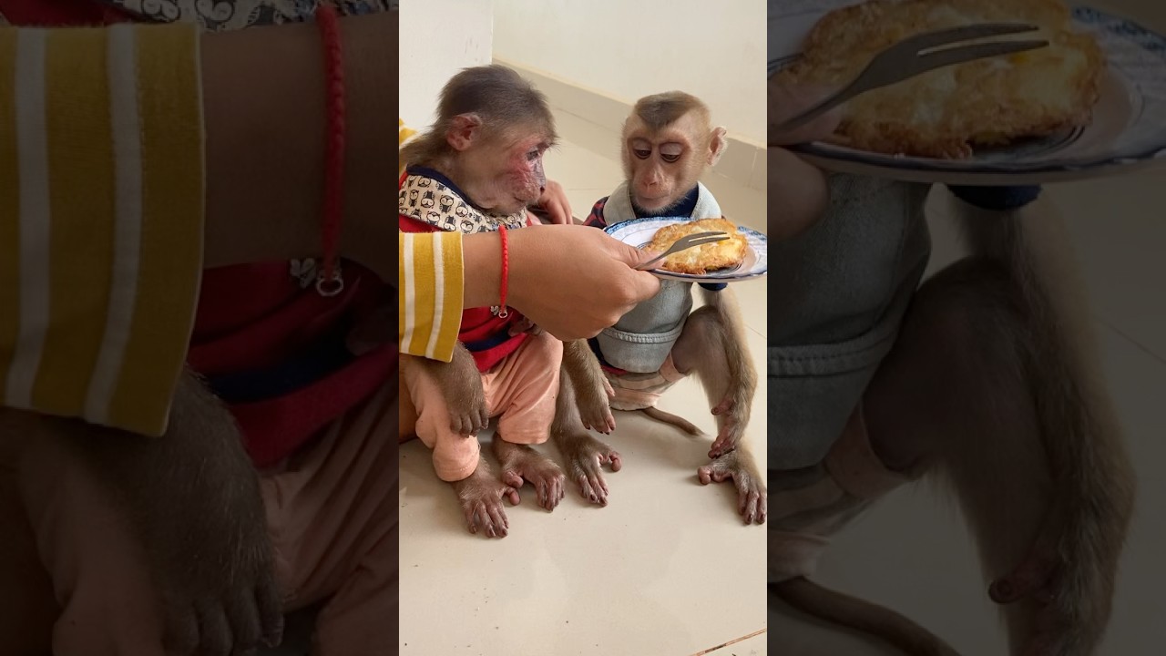 Mom make a fried egg for baby monkey