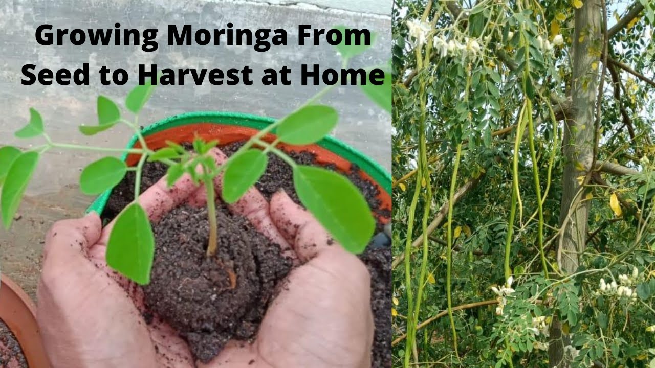Grow Moringa(Drumstick) plant from seed to harvest at Home in Growbag