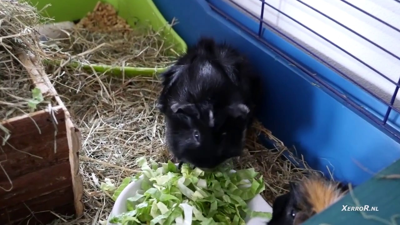 Feed Me ! - Guinea Pigs / Cavia's XerroR