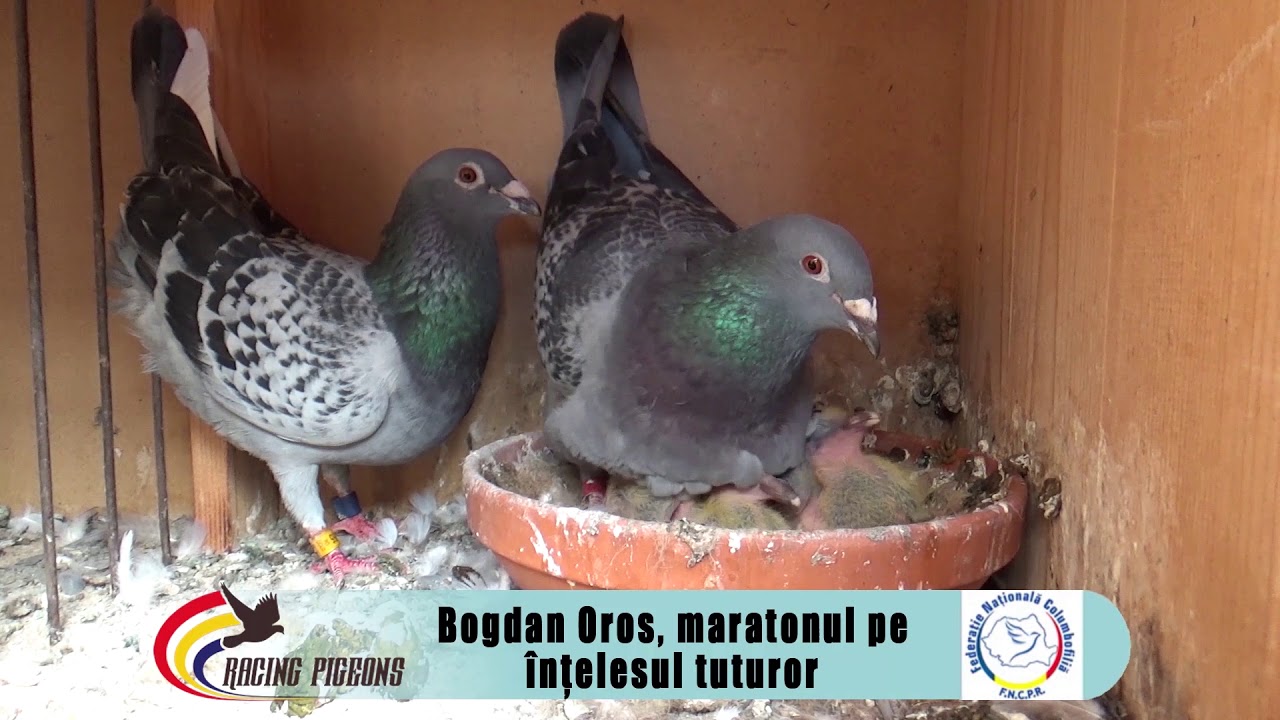 Bogdan Oros, maratonul pe înţelesul tuturor