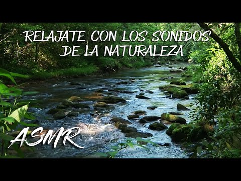 MUSICA PARA DORMIR CON SONIDO DE LA NATURALEZA - SONIDOS DEL BOSQUE - RELAJARSE -  RIO - AVES