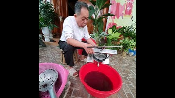 vắt rượu nếp cẩm thủ công