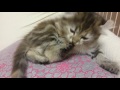 kitten at a playful age