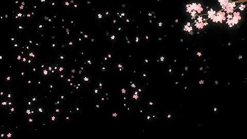 Hoa anh đào bay cực đẹp - Video background effect, Animation video background | ProShow Producer