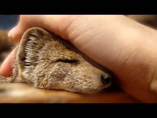 Absolutely Adorable Rescued Yellow Mongoose Youtube Absolutely Adorable Rescued Yellow Mongoose Youtube