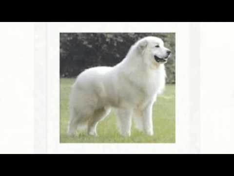 How To Train Great Pyrenees - YouTube