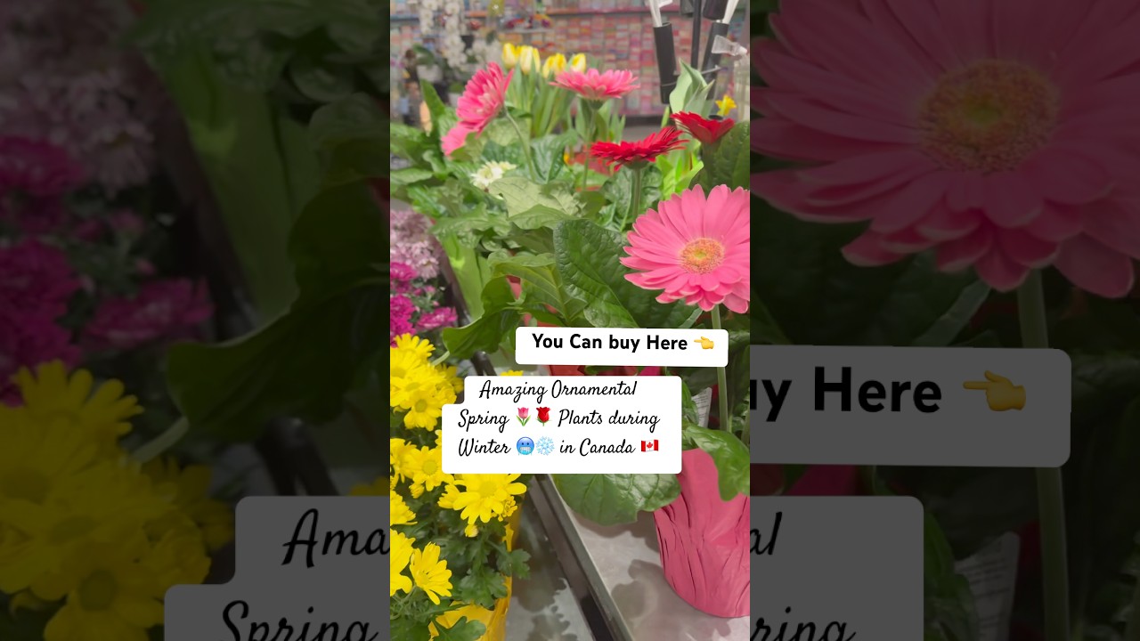 Весенние растения 🌷🌺 зимой 🥶😱😲|| Вы можете купить их в… 