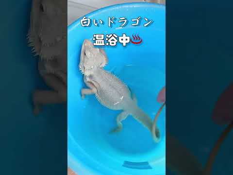 白いドラゴンがバケツで温浴してました。フトアゴヒゲトカゲハイポゼロ#shorts #フトアゴヒゲトカゲ - Hq2