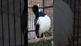 Download Lagu Jalak Suren Banyuwangi Mantab. MP3