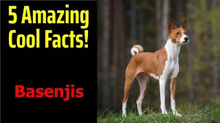 5 Fascinating Facts About Basenjis