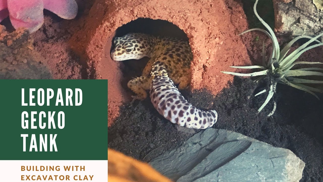 This is my new leopard geckos naturalistic set up. I used excavator clay to  make a túnel and a hide, I used a solid rock hide which will retain the  heat from