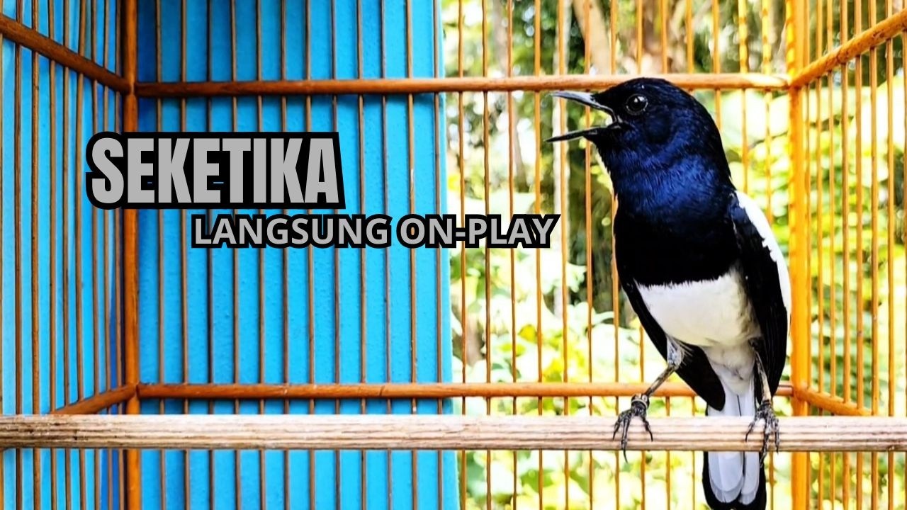 Suara Burung kacer gacor NGEPLONG tarung ini paling ampuh buat PANCINGAN KACER agar EMOSI Nyaut