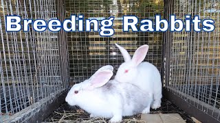 HOW TO Breed Rabbits | Rabbit Mating | Meat Rabbits