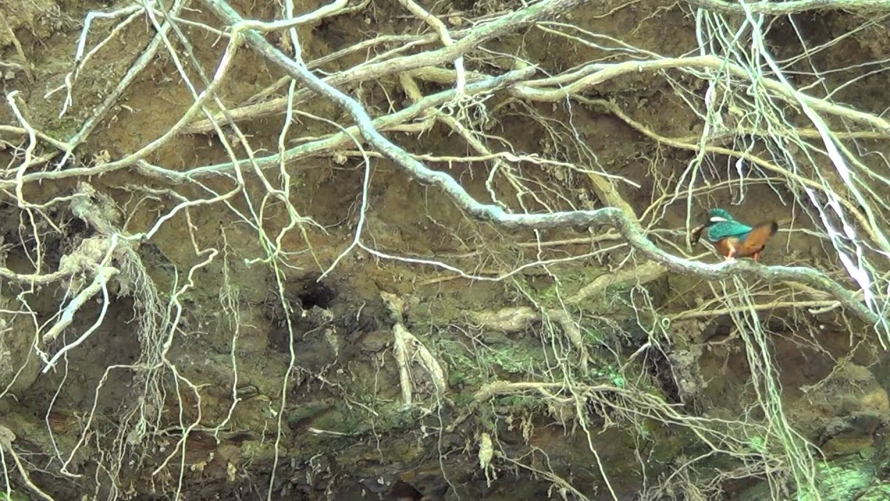 kingfisher feeding young chicks