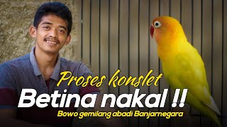 Special Lovebird Betina  Proses Konslet Betina Nakal  Lovebird Andin Gemilang Abadi Banjarnegara