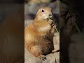 "Prairie Dog Reacts Like a Human!? 🐶➡️🦫"