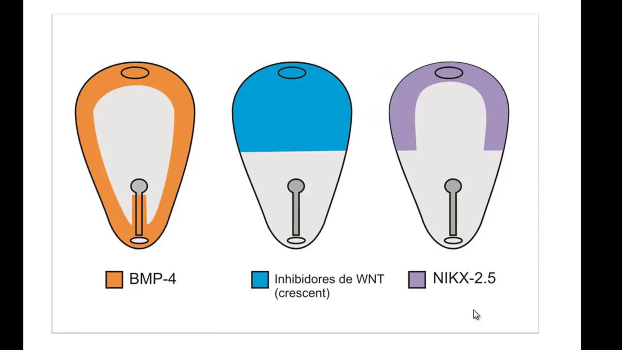 Desarrollo del corazón