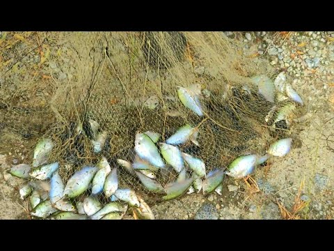 Menjala di sawah Padi - Jumpa  lubuk ikan sepat