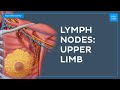 Upper limb lymph nodes - Quick Anatomy | Kenhub