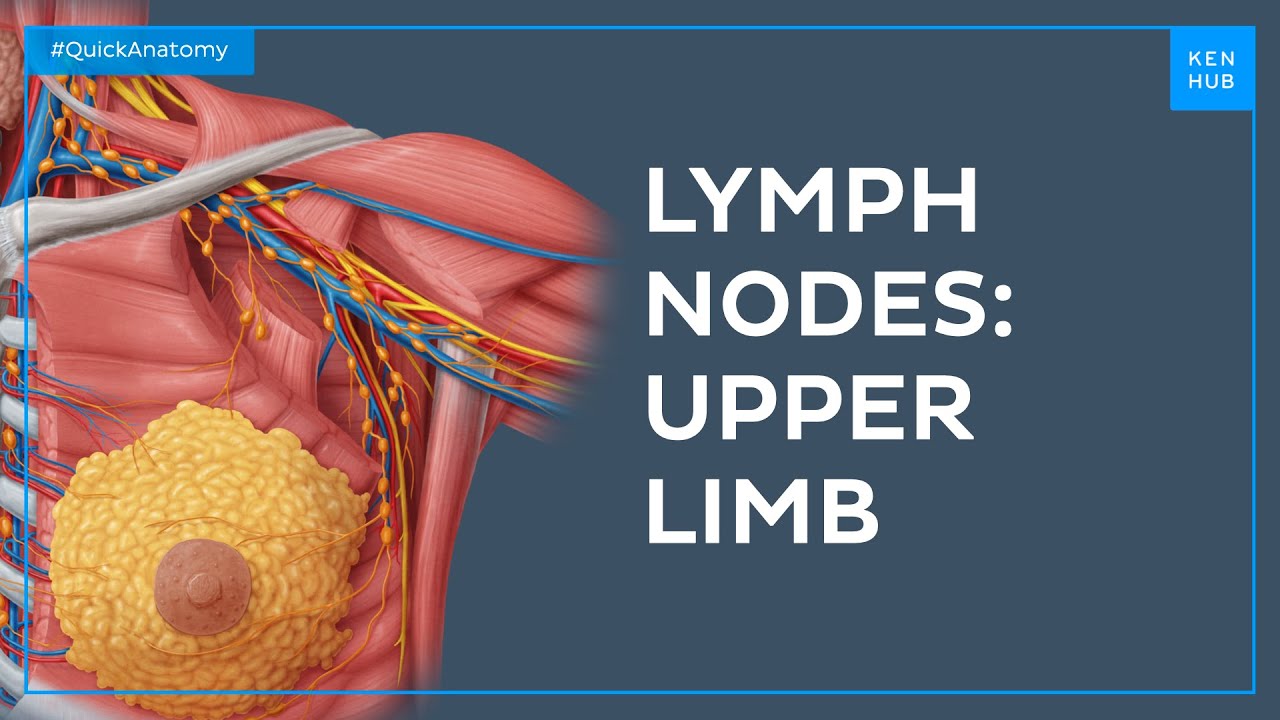 Upper limb lymph nodes - Quick Anatomy | Kenhub