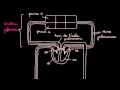 Circulation pulmonaire et circulation systemique