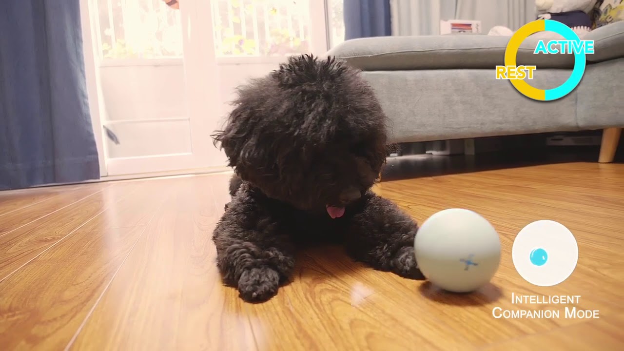 Wicked Ball PE: Smart Interactive Dog Toy for Medium & Large Breeds