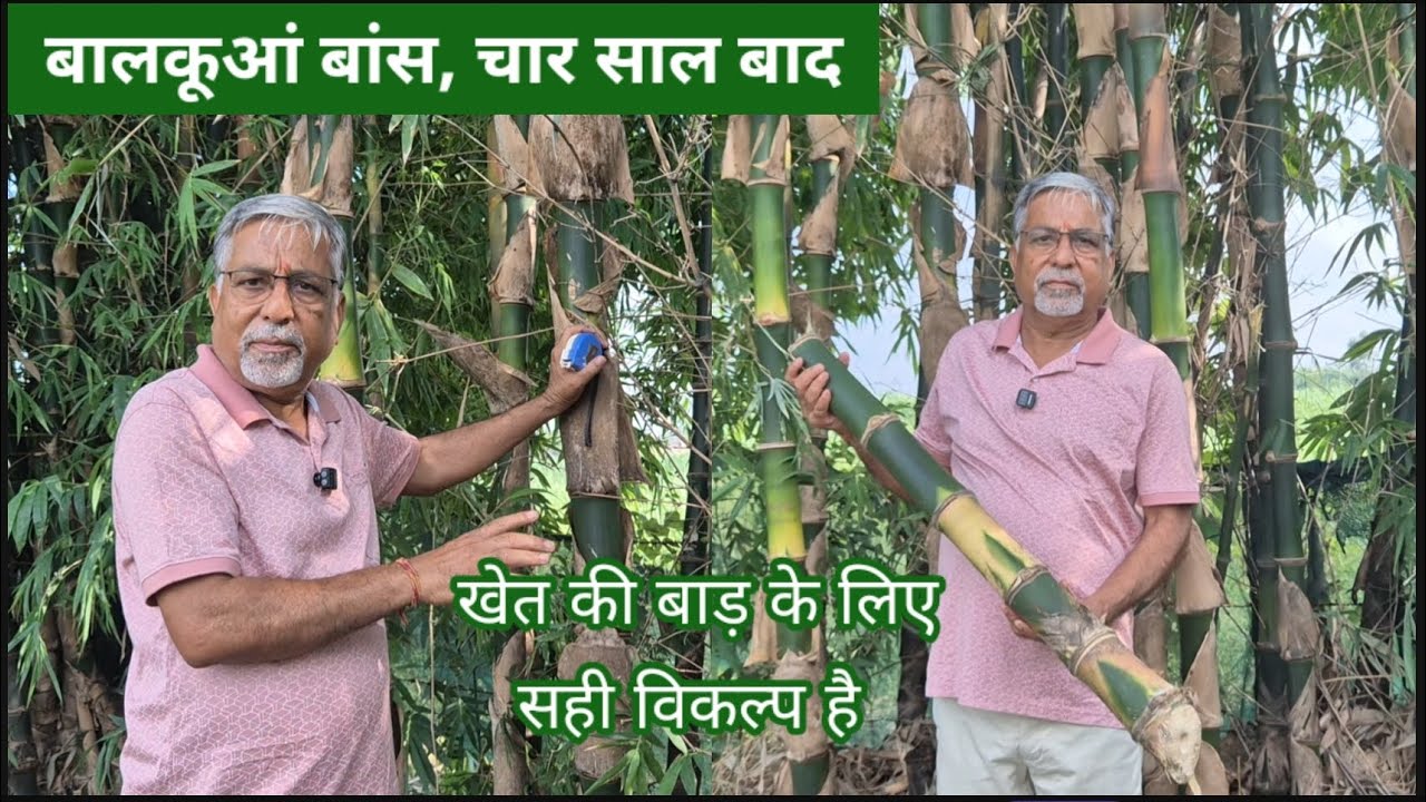 448.  Bambusa balcooa, four years of growth.