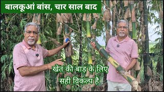 448. Bambusa Balcooa, Four Years Of Growth.