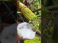 Collecting!Making Coconut Wine🍷🌴#coconutjuice #coconutwine #tuba #satisfying