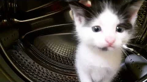 Video 3404831: post funny, tiny kitten, kitten washing, funny pets