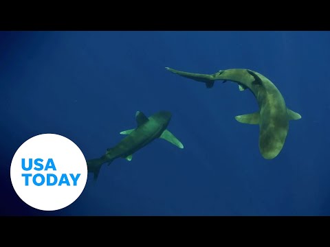 Endangered whitetip sharks' courtship ritual caught on camera | USA TODAY