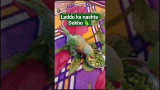 laddu ka nashta Dekho 🦜#parrot #annukirasoivlog #mithukibatain