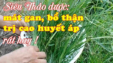 Cách chế biến Cỏ Mần Trầu siêu thảo dược giúp mát gan, bổ thận và trị bệnh cao huyết áp rất hay