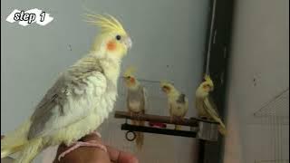 suara siulan suka hati untuk masteran burung falk || step 1