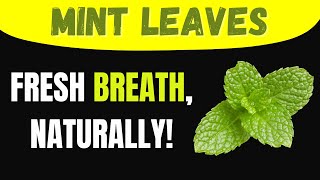 Health Benefits Of Mint Leaves Discover 5 Surprising Effects On Your Daily Health