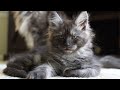 Another Update on Our New Maine Coon Kitten