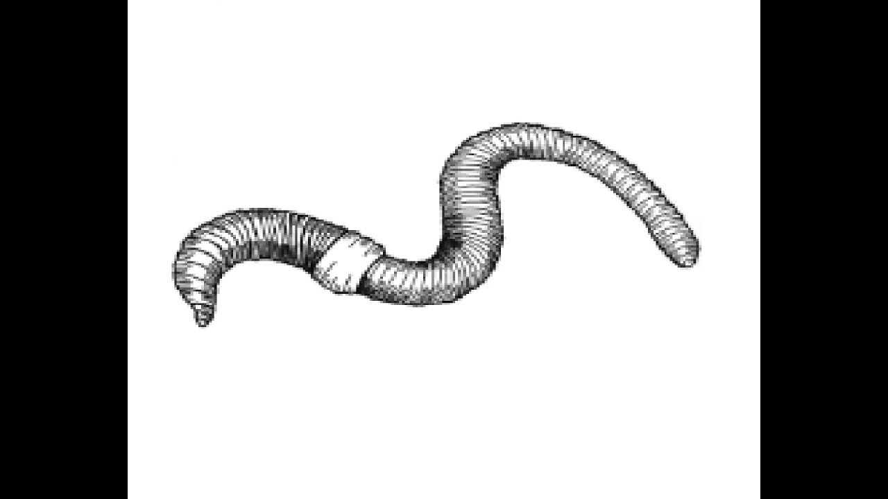 How to Draw Earthworm pencil drawing step by step 