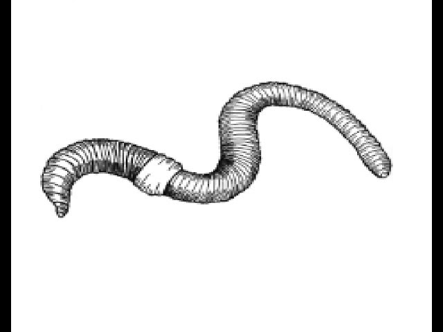 Earthworm Drawing Easy  Easy drawings, Elementary drawing