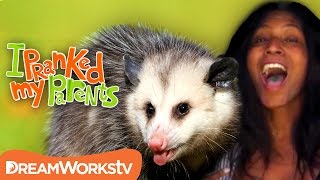 Possum Rescue | I PRANKED MY PARENTS