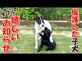 【野犬 子犬 】野犬の子犬 ダブルで嬉しいお知らせ!&子熊のようなネロ君の独特な甘え方