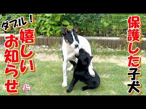 Stray Dog Puppy] Stray dog puppy, double happy news! & Nero-kun's