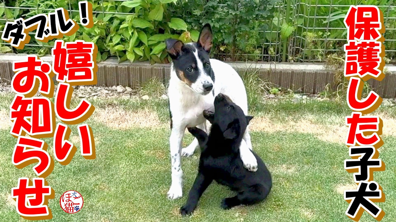 Stray Dog Puppy] Stray dog puppy, double happy news! & Nero-kun's