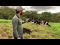 OITO VACAS EM APENAS 400 m2 | ELAS ENCHEM A BARRIGA E AINDA SOBRA PASTO | É A LAVOURA DE PASTO 📟