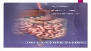 Digestive system ppt screenshot 4