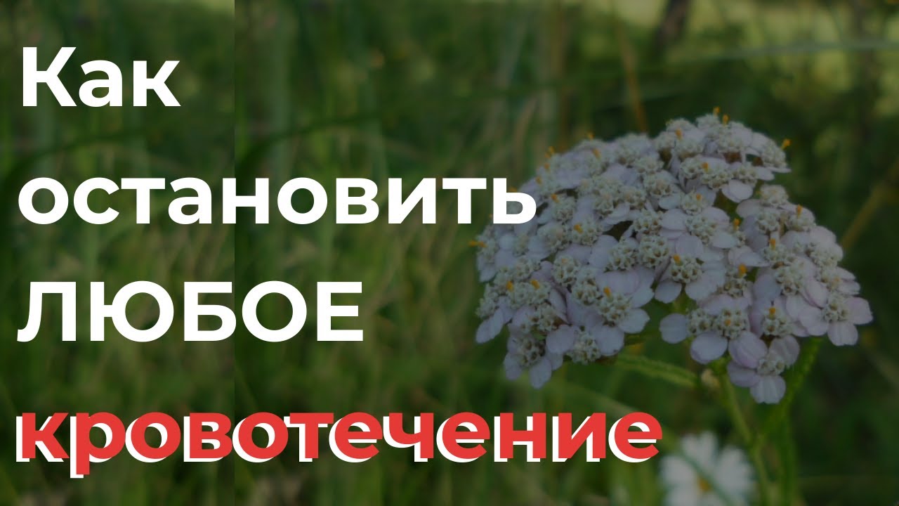 Какие травы при кровотечении. Растения для остановки кровотечения. Растения останавливающие кровотечение. Травы для остановки кровотечения в гинекологии. Травы от кровотечений маточных.