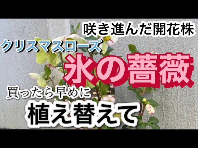 クリスマスローズ 買ったら早めに植え替えて#開花株#植え替え - YouTube