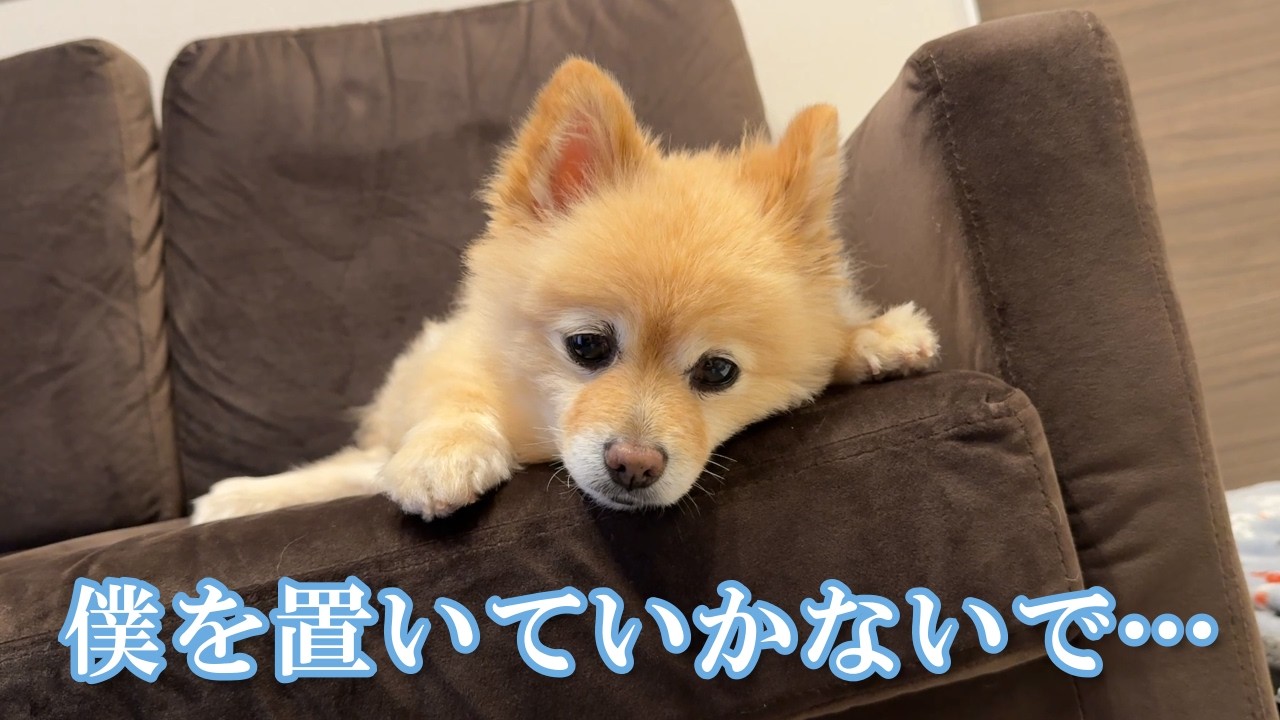 【お留守番】赤ちゃんとママが実家に帰省してしまい、寂しくなっちゃったポメラニアン