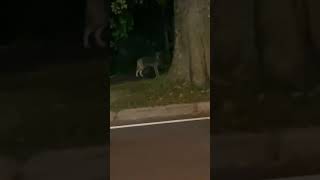 Coyotes In Boston
