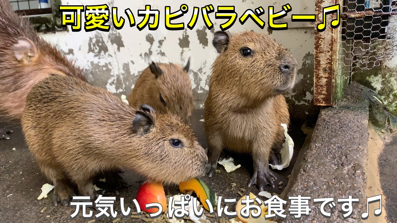 可愛いカピバラ赤ちゃん達 早くも元気いっぱいにごはんを食べてくれています Capybara S Babies Eat Food Youtube 可愛いカピバラ赤ちゃん達 早くも元気いっぱいにごはんを食べてくれています Capybara S Babies Eat Food Youtube